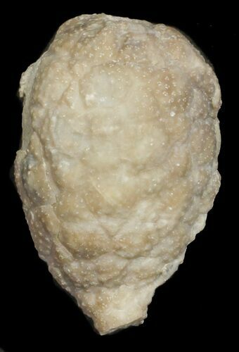 Cystoid (Holocystites) Fossil - Indiana #61997